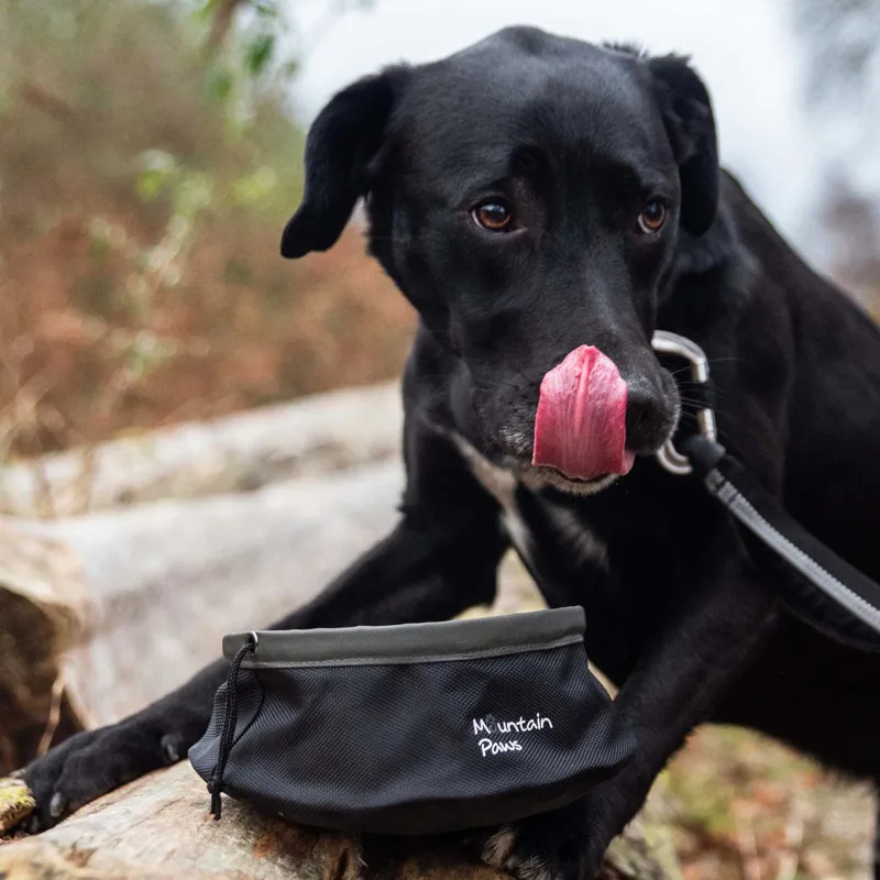 Mountain Paws Collapsible Dog Food Bowl-1