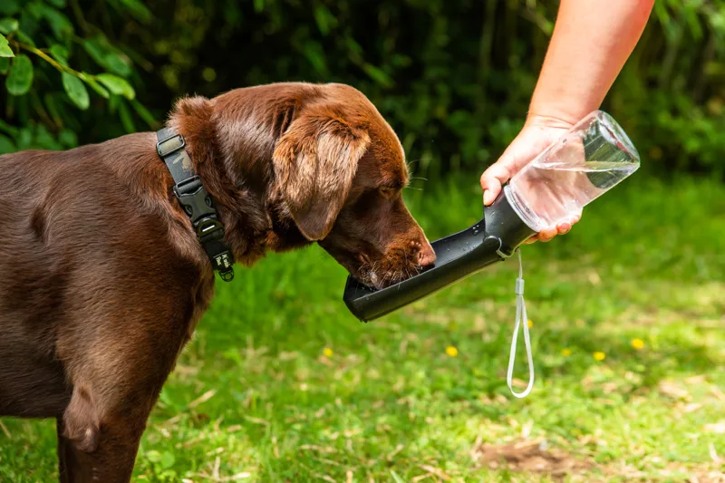 Mountain Paws Folding Dog Drinking Bottle-3