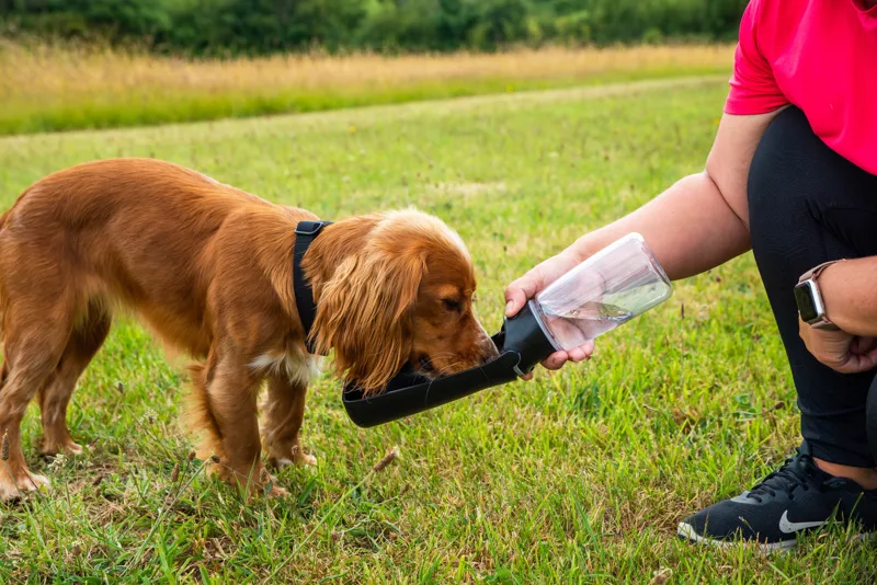 Mountain Paws Folding Dog Drinking Bottle-4