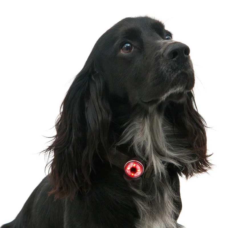 Mountain Paws Dog Safety Light 2 Pack-6